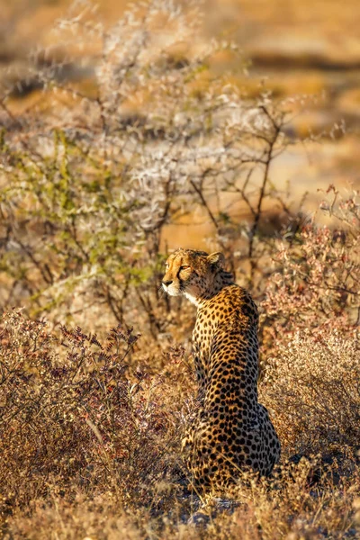 Female Cheetah Acinonyx Jubatus Searching Prey Golden Light Dusk Onguma — Stock Photo, Image