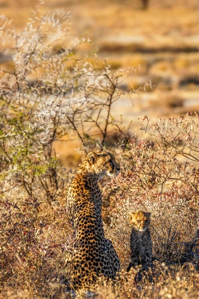 Ein Weiblicher Gepard Acinonyx Jubatus Mit Jungtier Goldenen Licht Der — Stockfoto