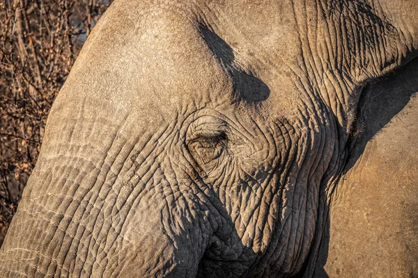 Primer Plano Ojo Elefante Africano Loxodonta Africana Madrugada Parque Nacional — Foto de Stock