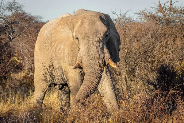 Widok Przodu Afrykańskiego Słonia Loxodonta Africana Wczesnym Rankiem Stojący Głupek — Zdjęcie stockowe