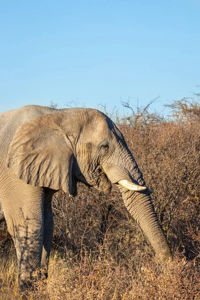Seitenansicht Eines Afrikanischen Elefanten Loxodonta Africana Frühen Morgen Etosha Nationalpark — Stockfoto