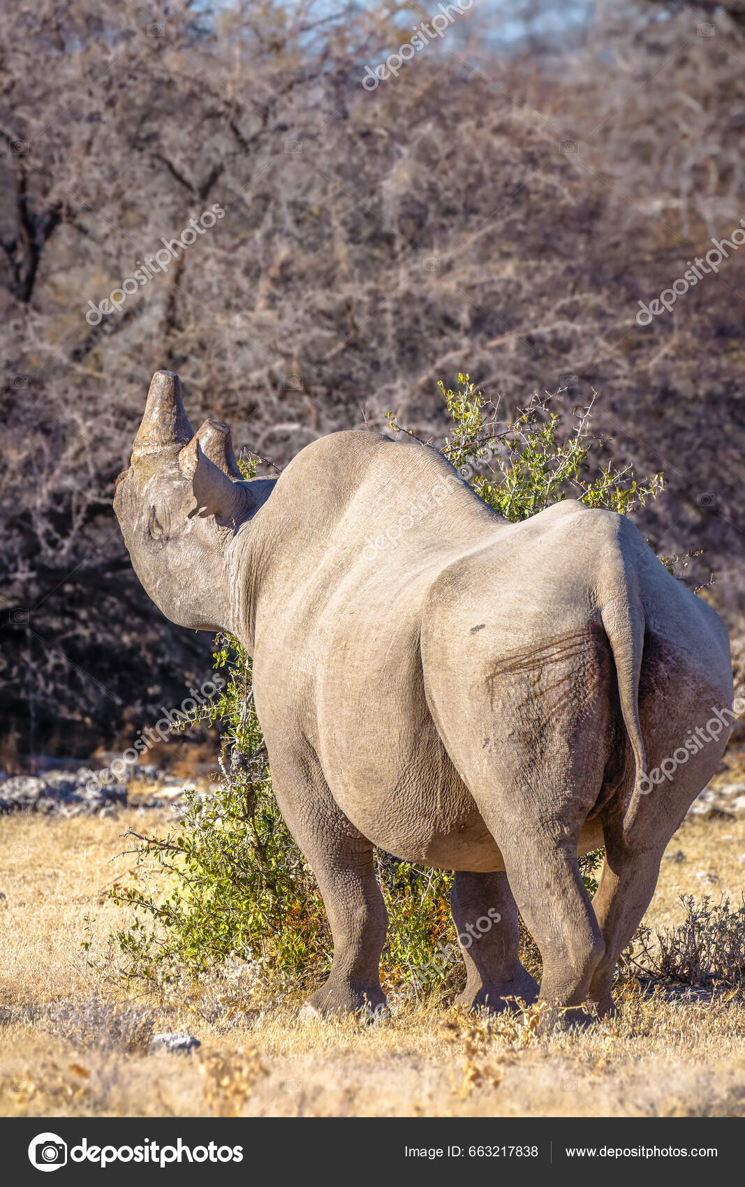 Rinoceronte Preto Macho Diceros Bicornis Comendo Arbusto Etosha National  Park — Foto © GunterN #663217838