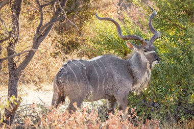 Sabahın erken saatlerinde güzel bir erkek kudu (Tragelaphus Strepsiceros), Etosha Ulusal Parkı, Namibya. 