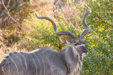 Sabahın erken saatlerinde, Etosha Ulusal Parkı, Namibya 'da güzel bir erkek kudu' ya (Tragelaphus Strepsiceros) yaklaşın.. 