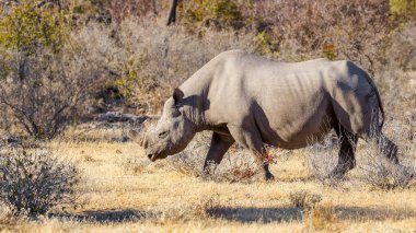 Bir erkek siyah gergedan (Diceros Bicornis) savanda yürüyor, Etosha Ulusal Parkı, Namibya. 