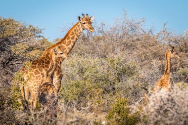 Bir anne zürafa (Giraffa Camelopardalis) ve iki bebek, Etosha Ulusal Parkı, Namibya. 