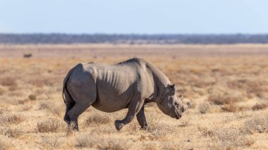 Bir erkek siyah gergedan (Diceros Bicornis) savanda yürüyor, Etosha Ulusal Parkı, Namibya. 