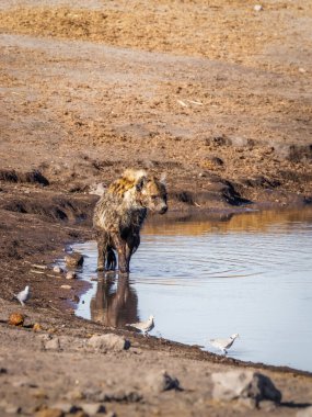 Su birikintisinde görülen sırtlan (Crocuta crocuta) kaçak avcıların kullandığı metal telle yaralanmış, Etosha Ulusal Parkı, Namibya.