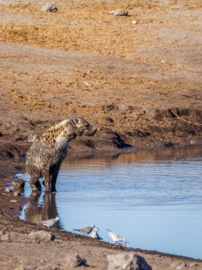 Su birikintisinde görülen sırtlan (Crocuta crocuta) kaçak avcıların kullandığı metal telle yaralanmış, Etosha Ulusal Parkı, Namibya.