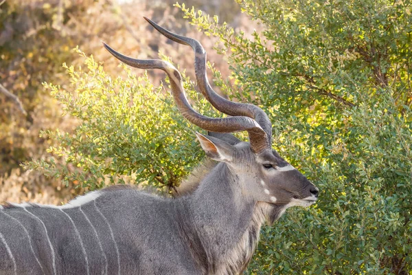 Zbliżenie Pięknego Samca Kudu Tragelaphus Strepsiceros Wczesnym Rankiem Park Narodowy — Zdjęcie stockowe