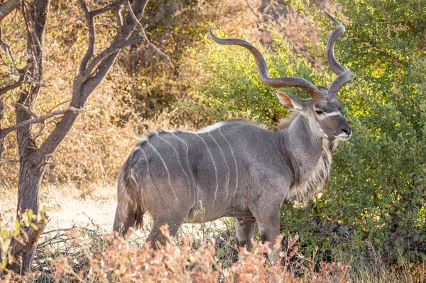 Beautiful Male Kudu Tragelaphus Strepsiceros Early Morning Etosha National Park — Stock Photo, Image