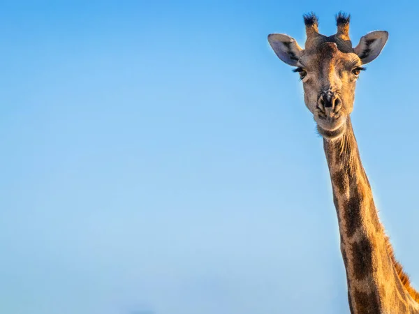Bir Angola Zürafası Portresi Giraffa Camelopardalis Angolensis Etosha Ulusal Parkı — Stok fotoğraf