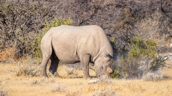 纳米比亚埃托沙国家公园草原上的一只雄性黑犀牛 Diceros Bicornis — 图库照片