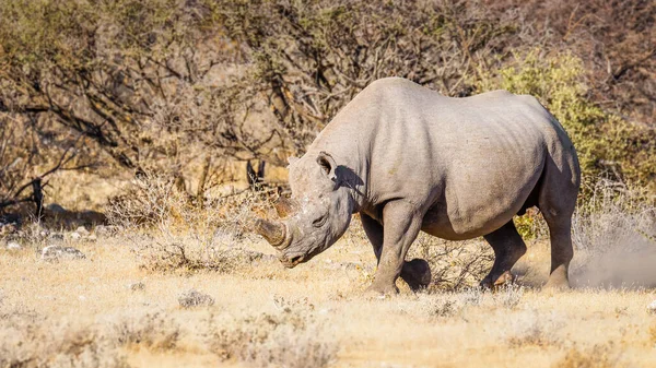 Rinoceronte Negro Macho Diceros Bicornis Caminando Sabana Parque Nacional Etosha —  Fotos de Stock