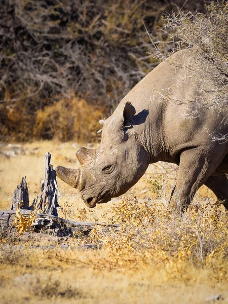 Cabeza Rinoceronte Negro Macho Diceros Bicornis Parque Nacional Etosha Namibia —  Fotos de Stock