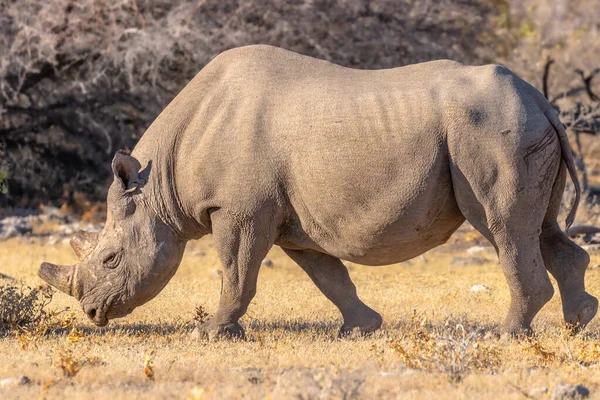 Černý Nosorožec Diceros Bicornis Procházející Savaně Národní Park Etosha Namibie — Stock fotografie