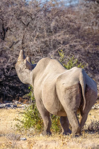 Rinoceronte Negro Macho Diceros Bicornis Comiendo Arbusto Parque Nacional Etosha —  Fotos de Stock