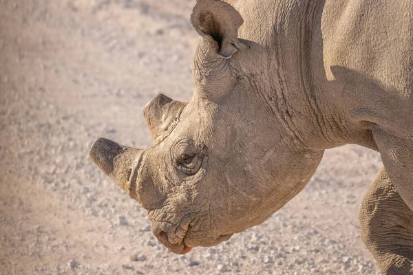 Cabeza Rinoceronte Negro Macho Diceros Bicornis Parque Nacional Etosha Namibia —  Fotos de Stock