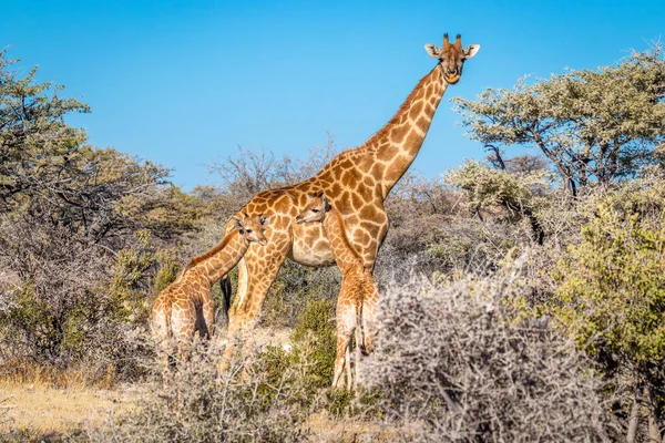 Una Madre Jirafa Angoleña Giraffa Camelopardalis Angolensis Con Dos Bebés — Foto de Stock