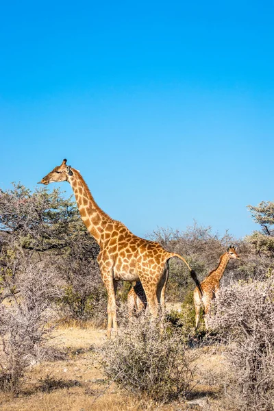 赤ん坊を持つ母キリン Giraffa Camelopardalis ナミビアのエトシャ国立公園 — ストック写真