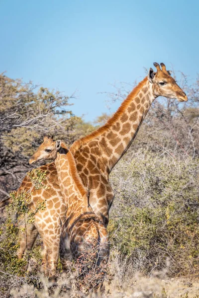 Una Giraffa Madre Giraffa Camelopardalis Con Bambino Parco Nazionale Etosha — Foto Stock