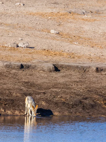 Chacal Respaldado Por Negros Canis Mesomelas Bebiendo Pozo Agua Parque — Foto de Stock