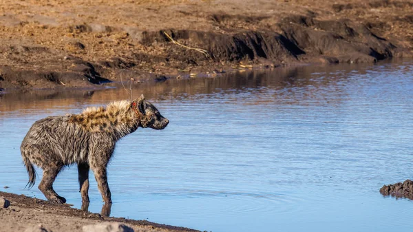 Gefleckte Hyäne Crocuta Crocuta Einem Wasserloch Verletzt Durch Einen Von — Stockfoto