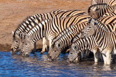 Bir zebra sürüsü (Equus Burchelli) Okaukuejo su birikintisinde içiyor, Etosha Ulusal Parkı, Namibya.