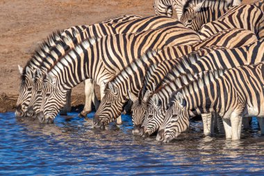 Bir zebra sürüsü (Equus Burchelli) Okaukuejo su birikintisinde içiyor, Etosha Ulusal Parkı, Namibya.