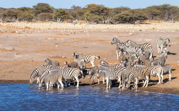 Eine Herde Einfacher Zebras Equus Burchelli Trinkt Okaukuejo Wasserloch Etosha — Stockfoto