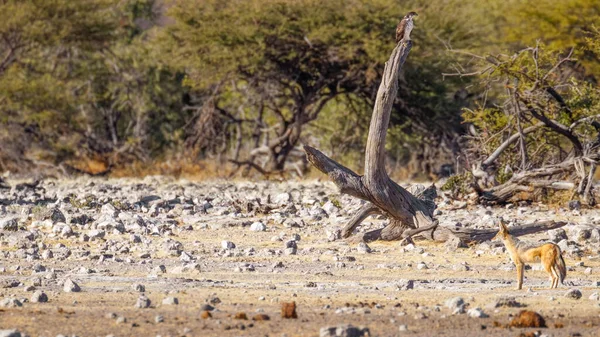 纳米比亚埃托沙国家公园一只黑背野狼 Canis Mesomelas 看起来很警惕 — 图库照片