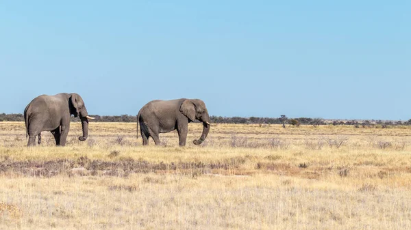 Dois Elefantes Loxodonta Africana Caminhando Pela Savana Parque Nacional Etosha — Fotografia de Stock
