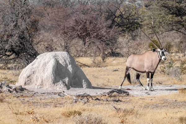 Gemsbok Oryx Gazella Pooping Etosha National Park Namibia — Stock Photo, Image
