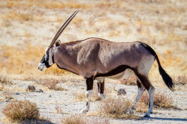 A gemsbok (Oryx Gazella), Etosha Ulusal Parkı, Namibya.
