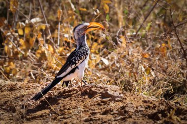 Yerde oturan sarı gagalı boynuz gagalı (Tockus Leucomelas), Waterberg Ulusal Parkı, Namibya.