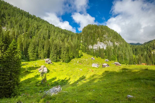 Pascolo Tradizionale Parco Nazionale Del Triglav Slovenia — Foto Stock