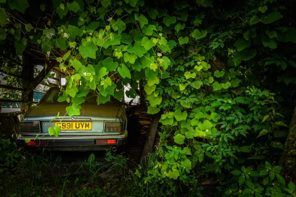 Jaguar Daimler Six 1980S Shed Overgrown Plants Stara Fuzina Slovenia — Stock Photo, Image