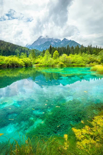 Het Natuurreservaat Zelenci Kranjska Gora Slovenië — Stockfoto
