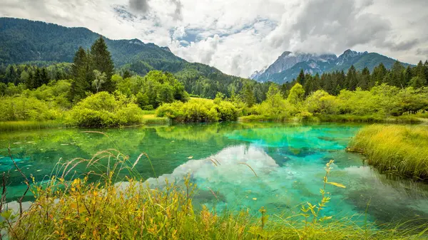 Het Natuurreservaat Zelenci Kranjska Gora Slovenië — Stockfoto