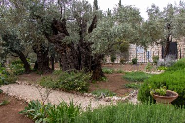 Olive trees in the biblical Garden of Gethsemane