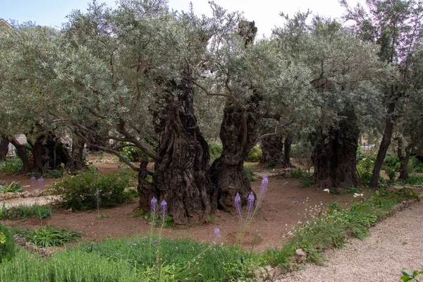 Оливковые Деревья Библейском Саду Гефсимании — стоковое фото