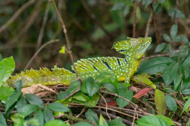Doğal ortamda yemyeşil yapraklarla harmanlanmış büyüleyici sürüngen. Tortuguero Ulusal Parkı Kosta Rika
