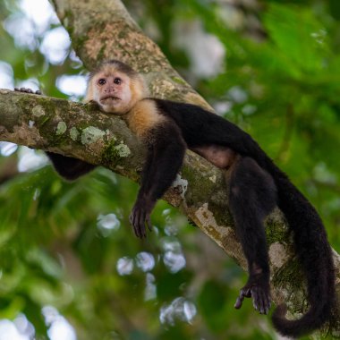 Kapuçin maymunu çeşitli vahşi yaşam ve yemyeşil bitkiler arasında dalda dinleniyor. Tortuguero Ulusal Parkı Kosta Rika