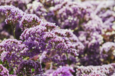 Mor Perez 'in deniz lavantası, yakın plan, doğada narin bir güzellik sergiliyor..