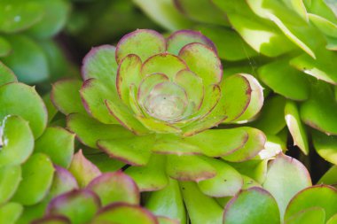 Aeonium Arboreum: Büyüleyici çiçekli yeşil sulu.