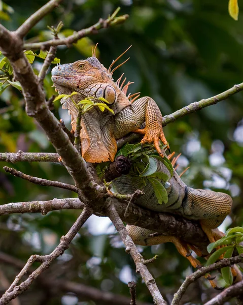 Yeşil Guana Tortuguero Ulusal Parkı Kosta Rika Yakınlarında Vahşi Yaşam — Stok fotoğraf