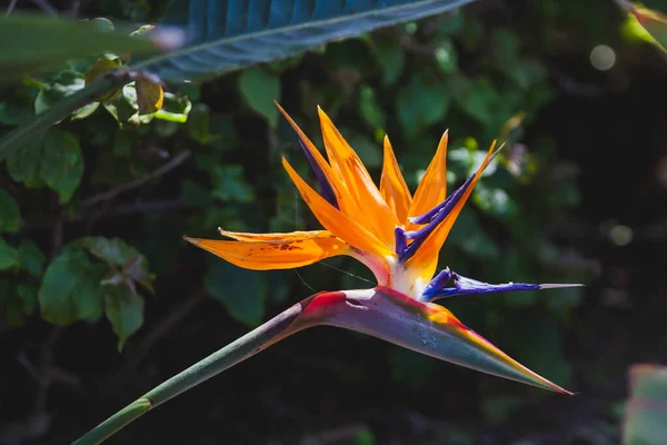 Λαμπερό Πουλί Του Παραδείσου Λουλούδι Εμφανίζει Ζωντανή Πορτοκαλί Και Κίτρινες — Φωτογραφία Αρχείου
