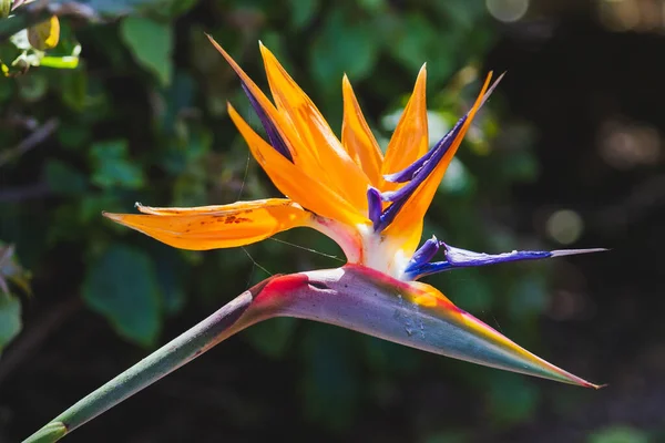 Vibrant Pomarańczowy Ptak Rajskiego Kwiatu Pokazując Naturalne Piękno Skomplikowane Szczegóły — Zdjęcie stockowe