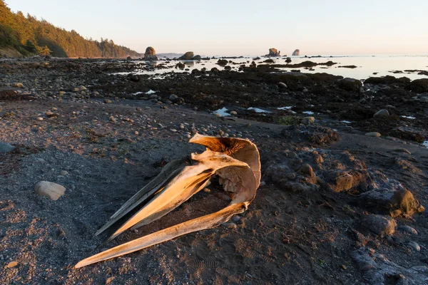 Desolate land meets sea, with whale skull skeletal structure. Ozette Triangle Olympic Peninsula Washington State Pacific Northwest