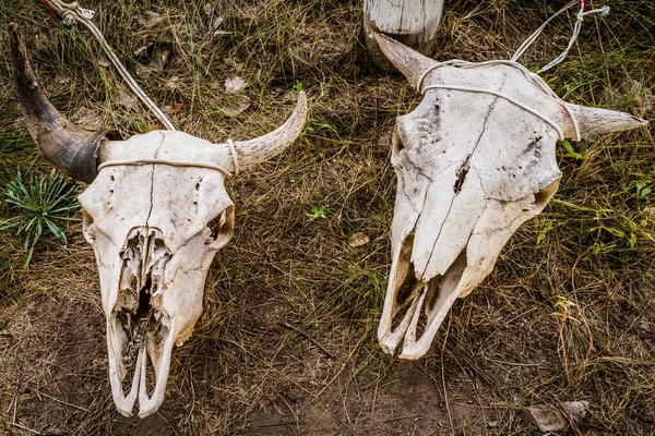 Horned buffalo skull on barren land, representing wildlife and the cycle of life.